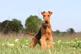AIREDALE TERRIER 184